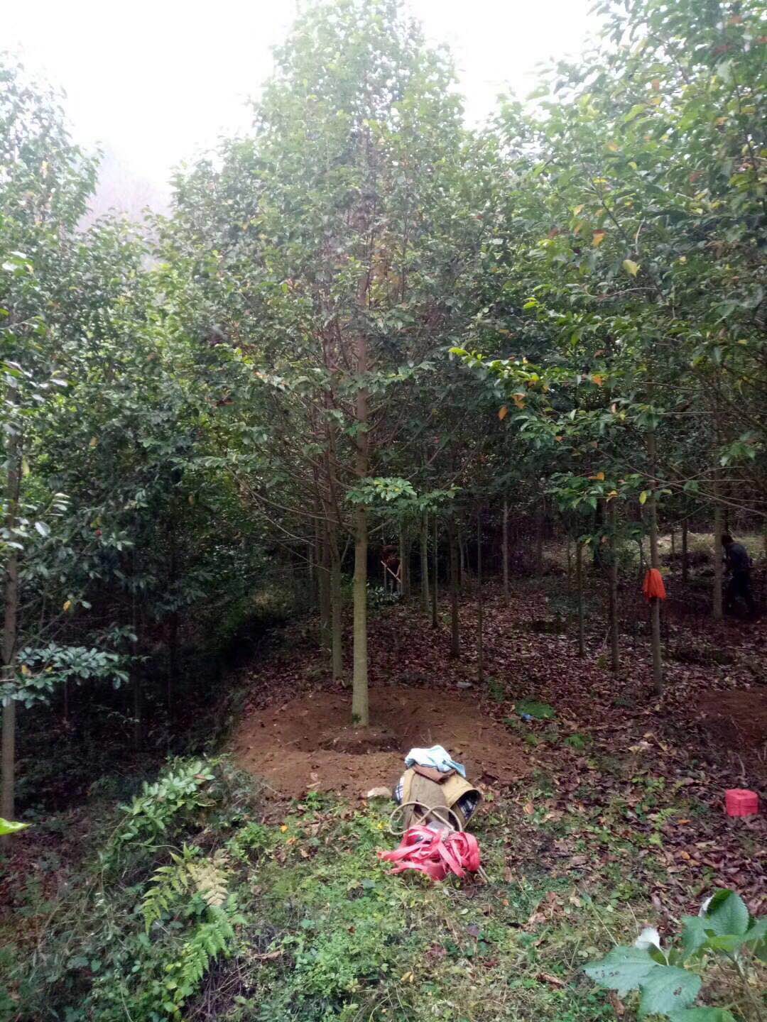 乐昌含笑