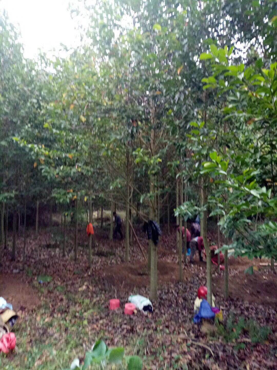 乐昌含笑基地