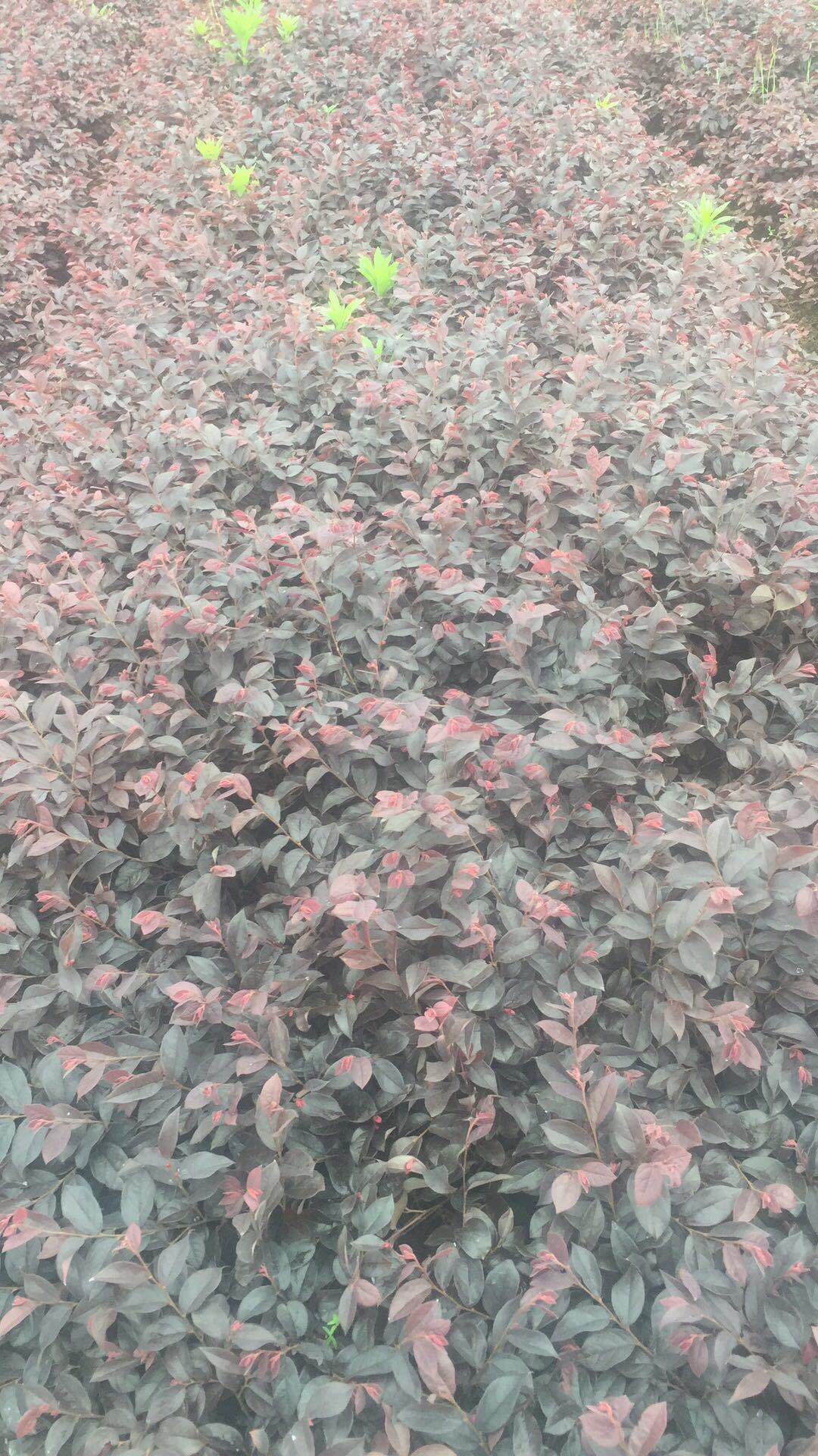 色块小苗