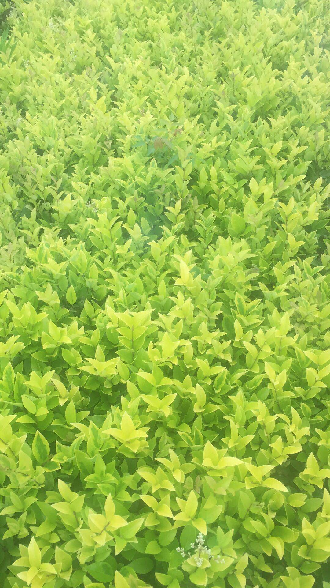 色块小苗