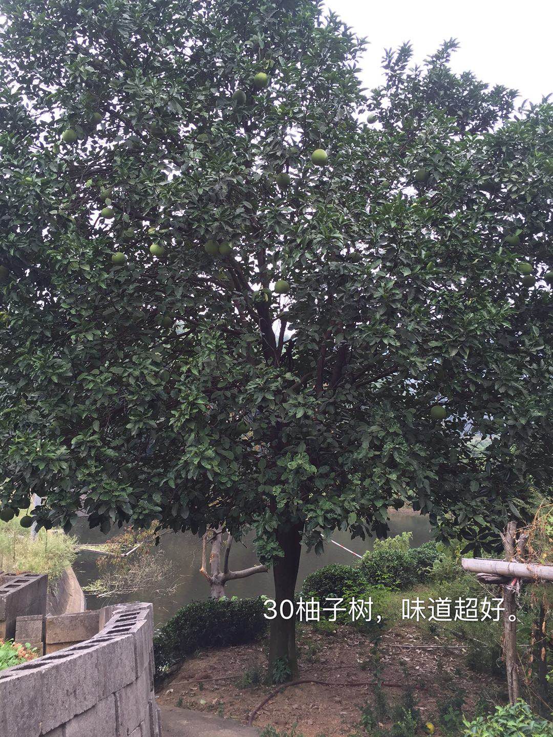 香柚