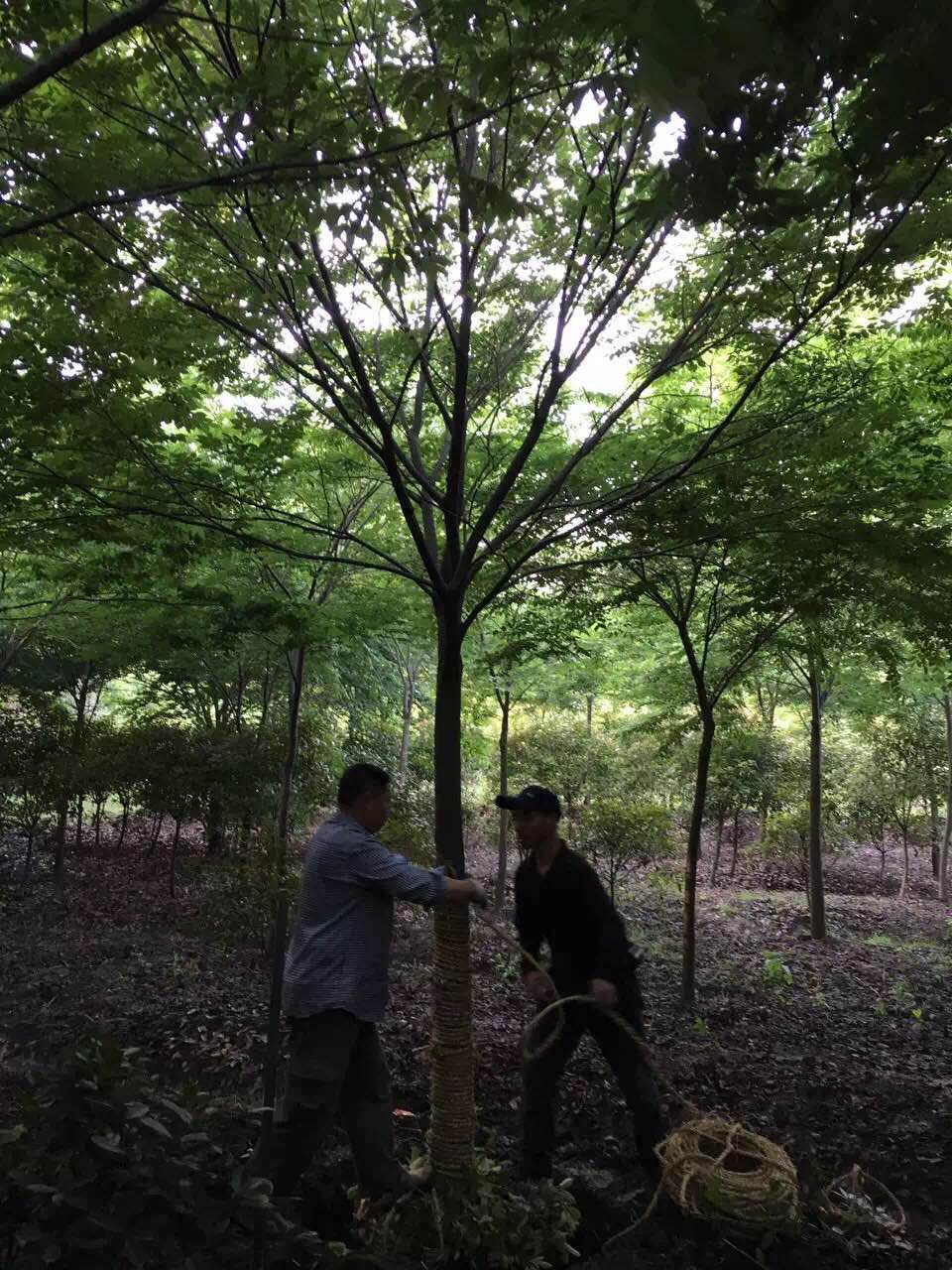 樱花