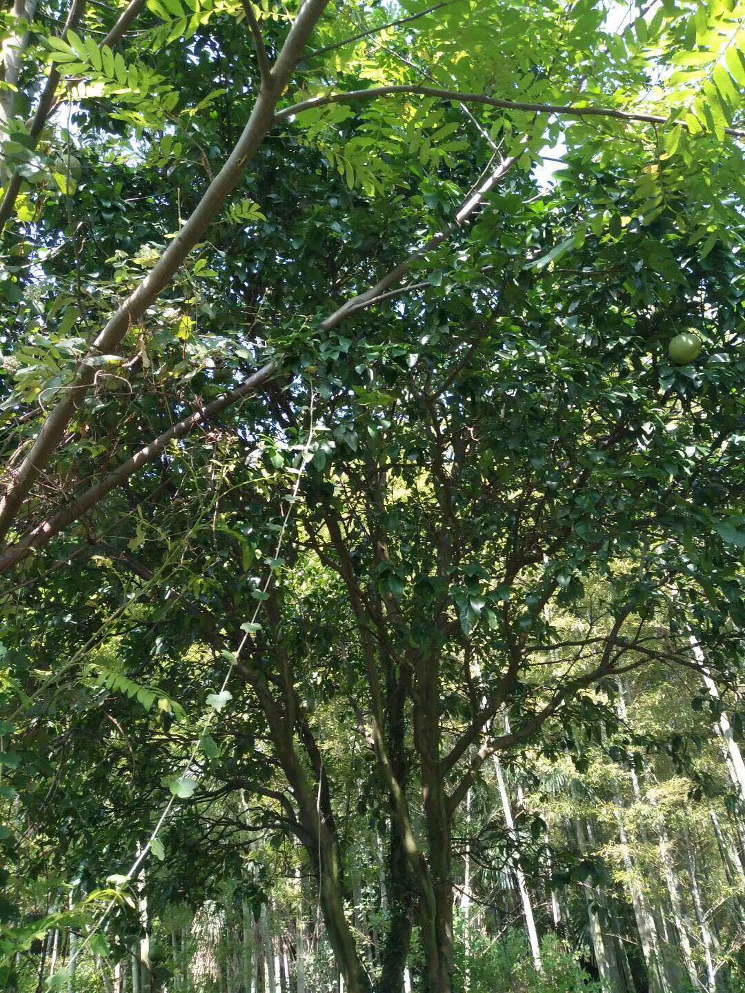香柚基地