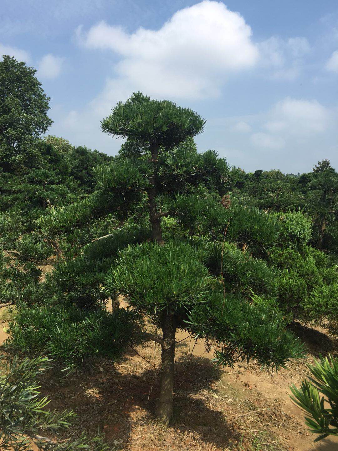 罗汉松