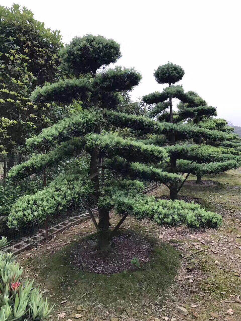 罗汉松基地