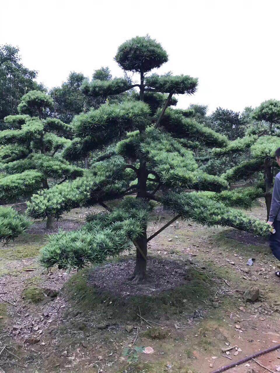 造型罗汉松