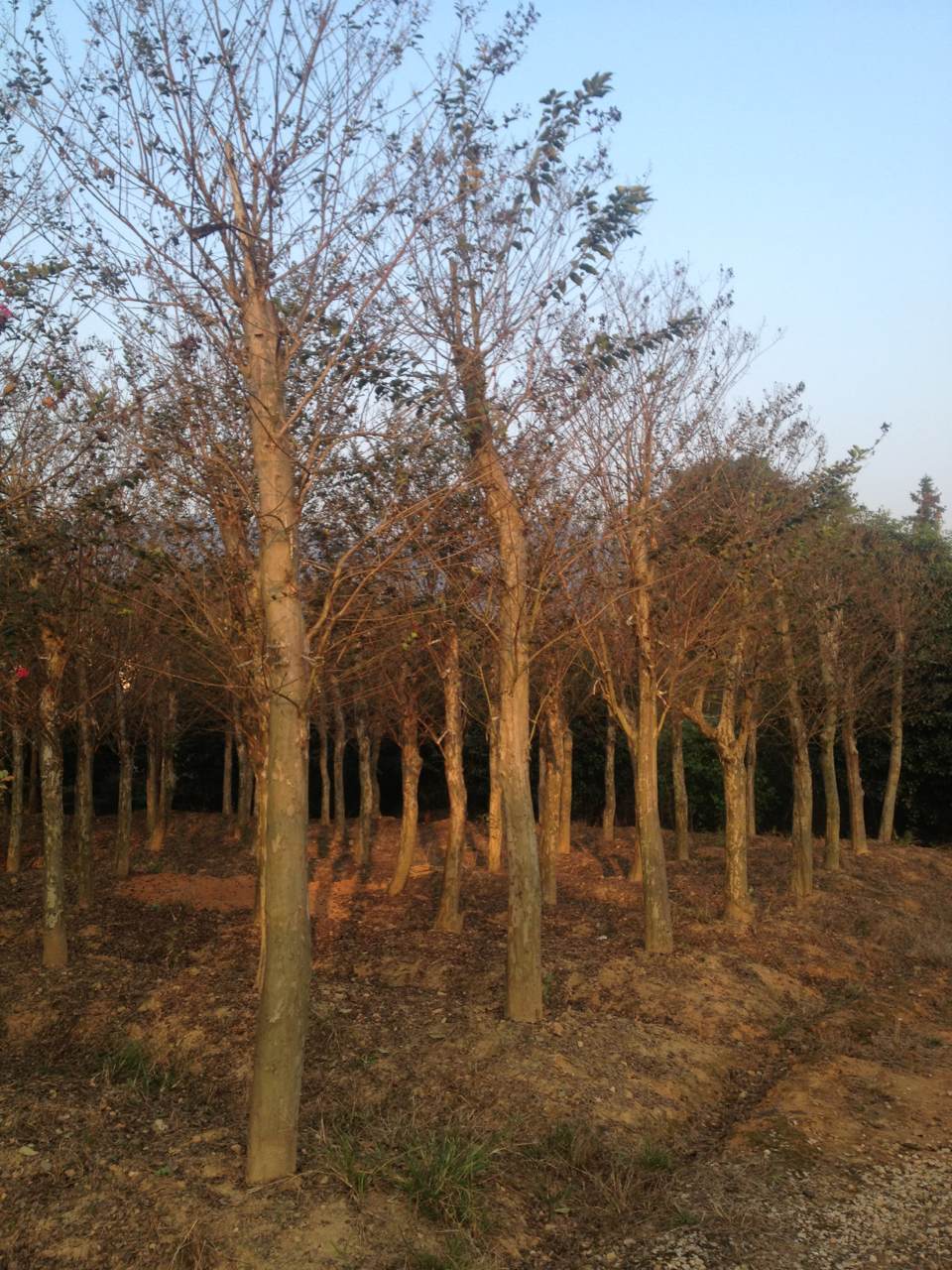 紫薇基地