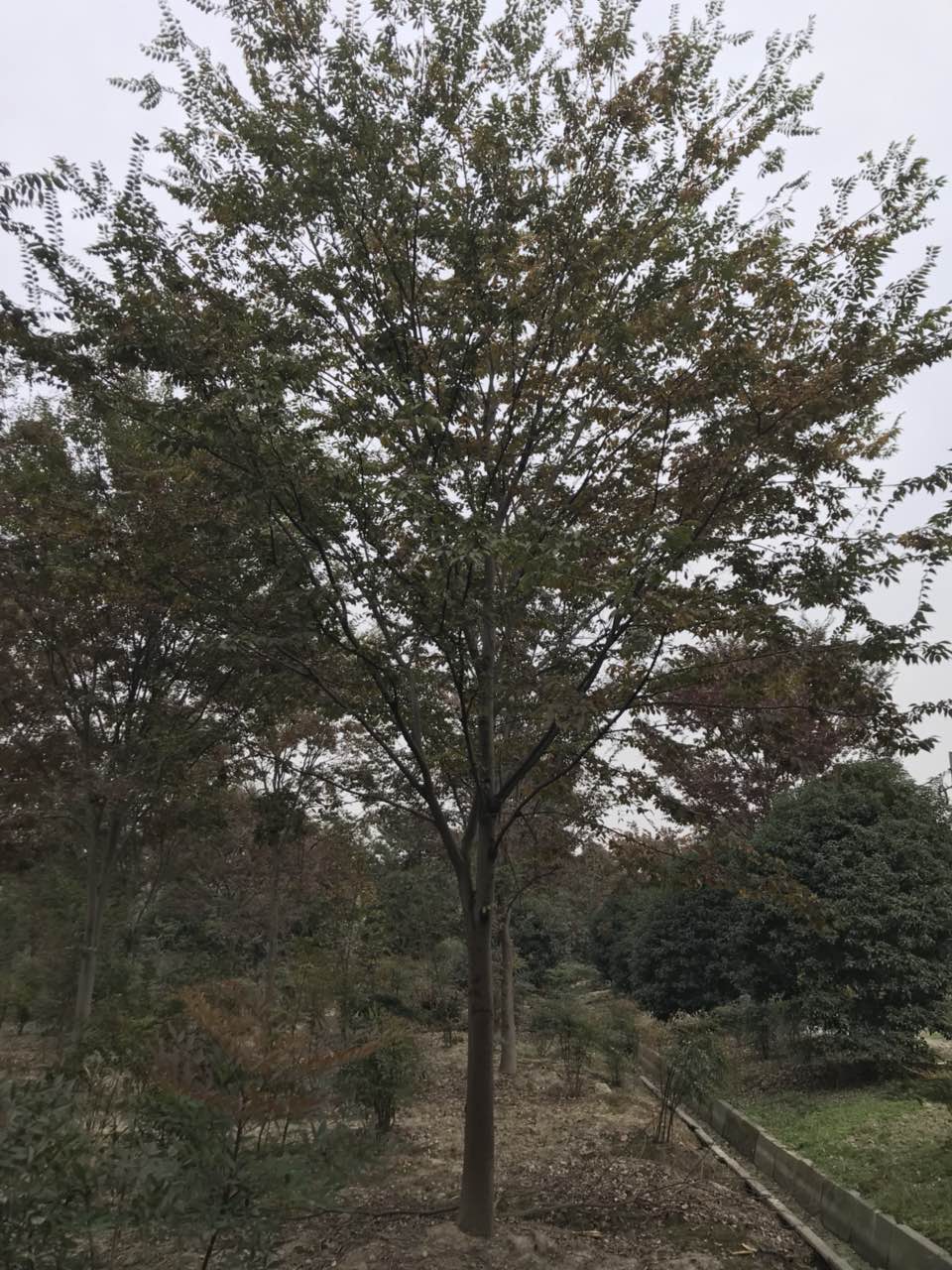 榉树基地