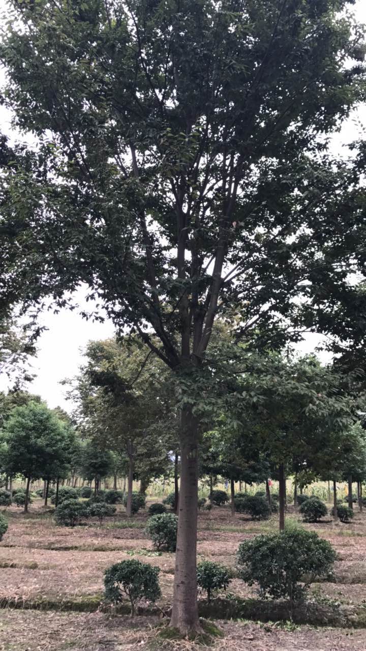 榉树