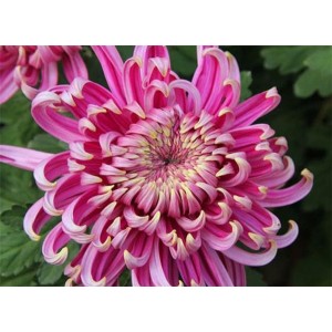 独头菊花