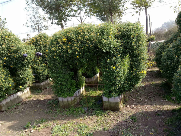 菊花种植基地一角