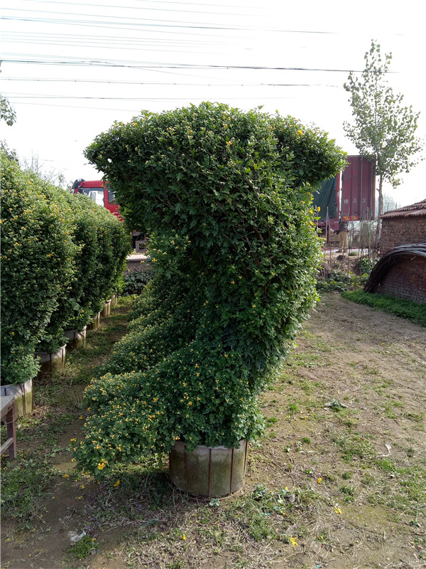 菊花造型