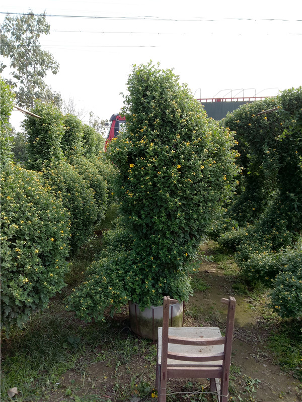 菊花造型