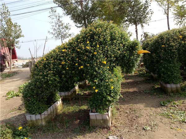 菊花造型