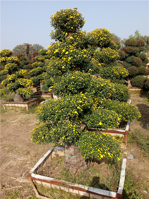 菊花造型