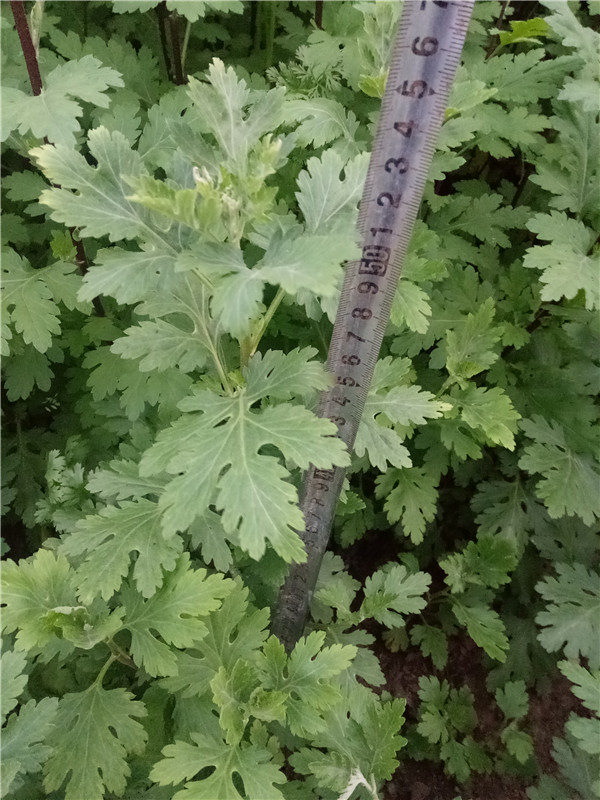 菊花种苗