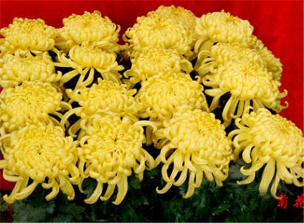 商品菊花