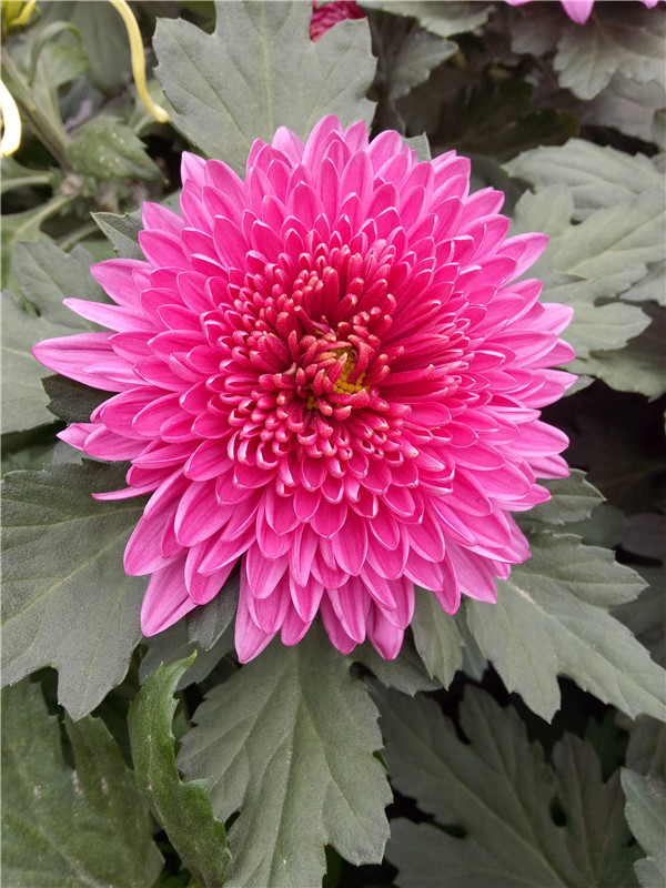 品种菊花