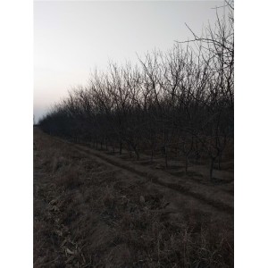 山桃
