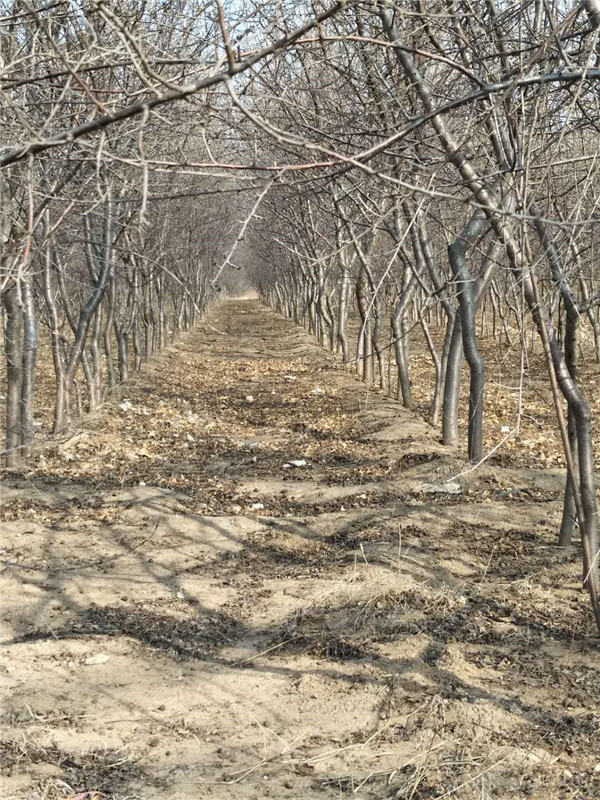 山桃基地