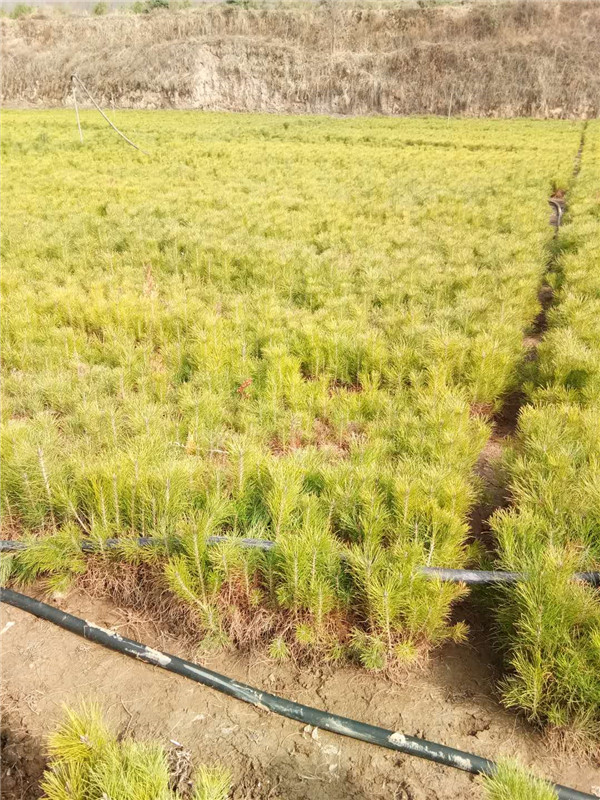 油松基地