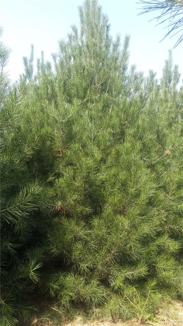 白皮松基地