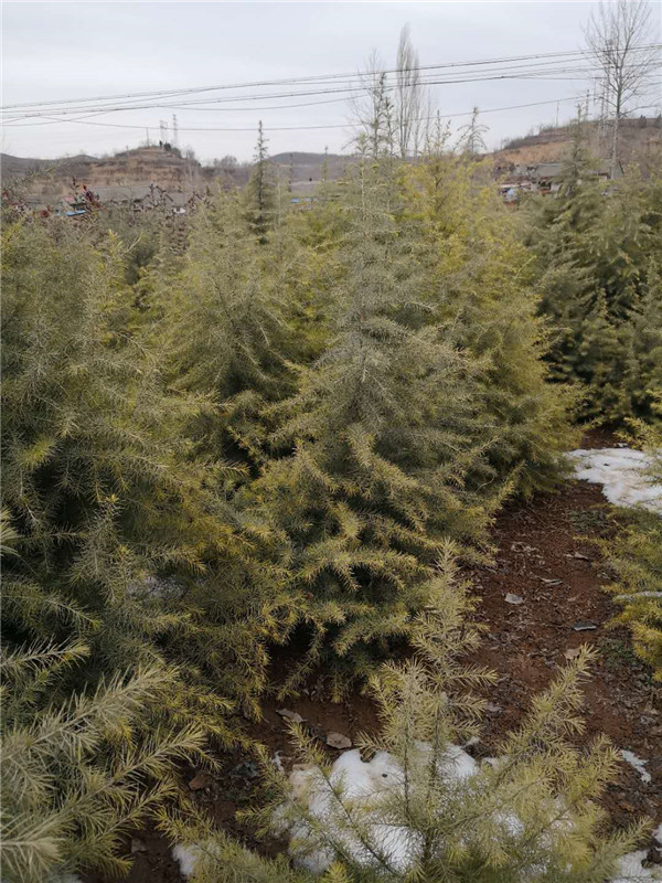 雪松