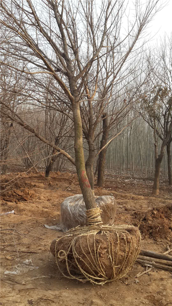 丛生五角枫基地