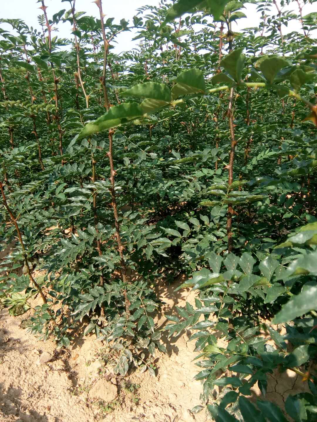 花椒苗