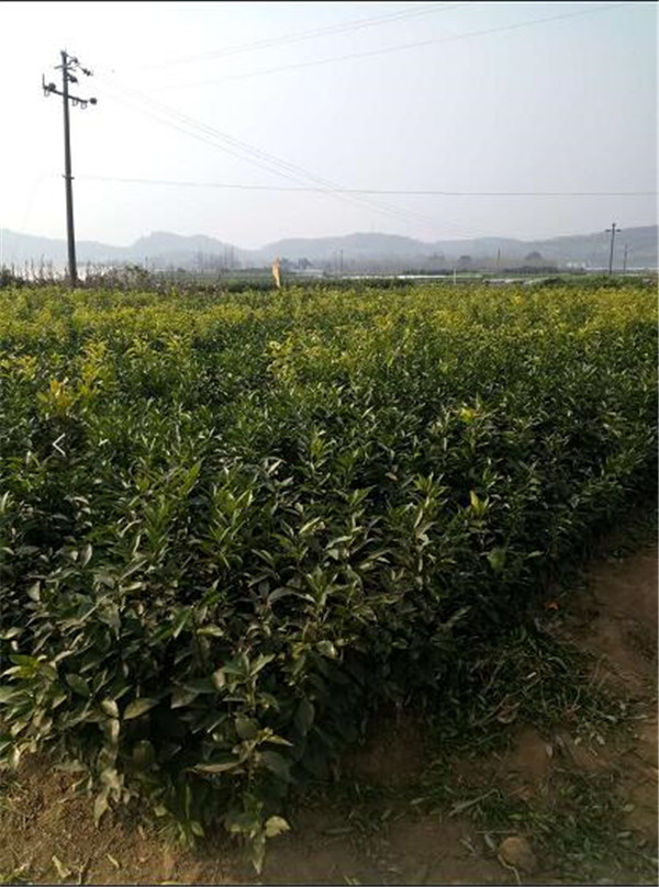 沃柑苗