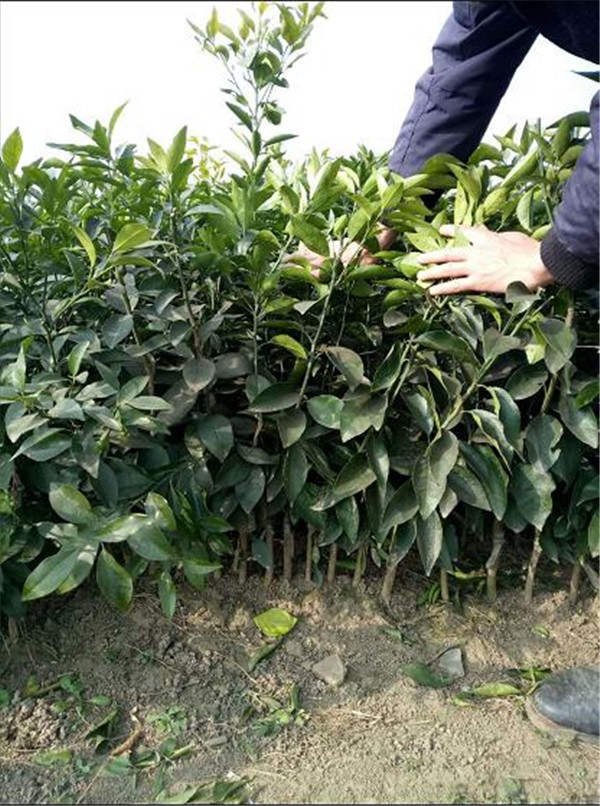 无核沃柑