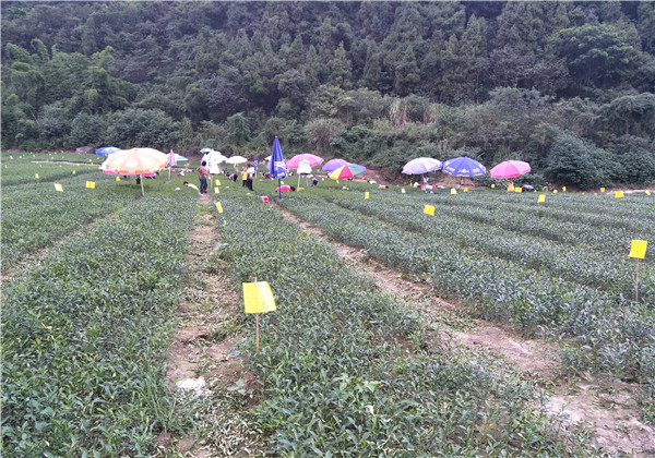 苗圃基地