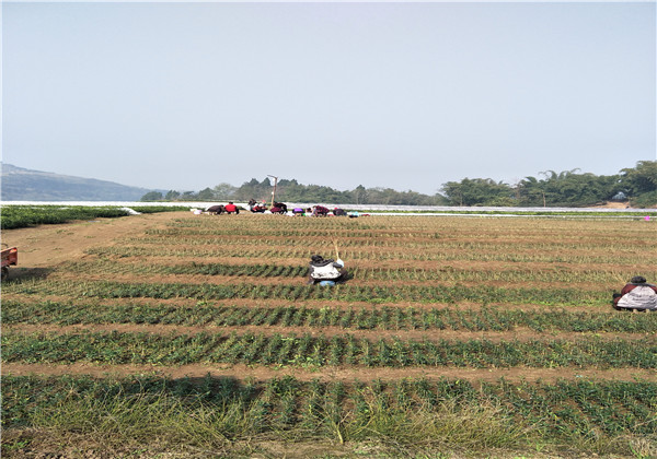苗圃基地