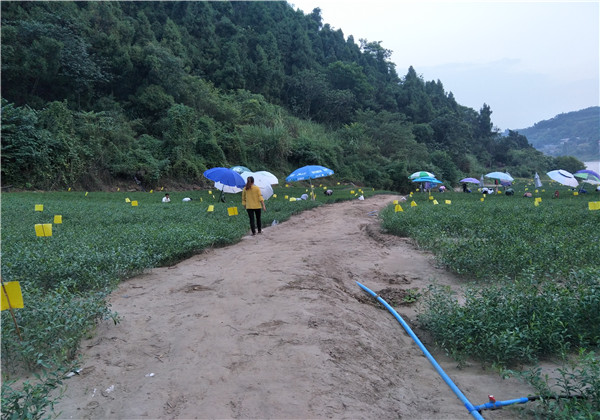 苗圃基地