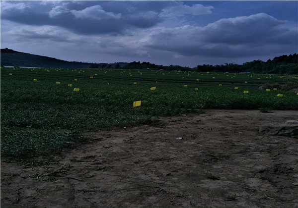 苗圃基地