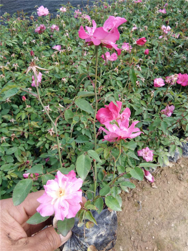 月季花