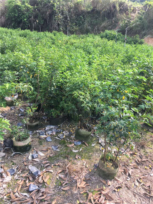 双荚槐