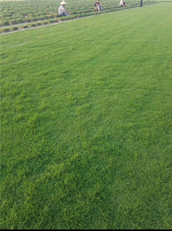 白慕达草坪