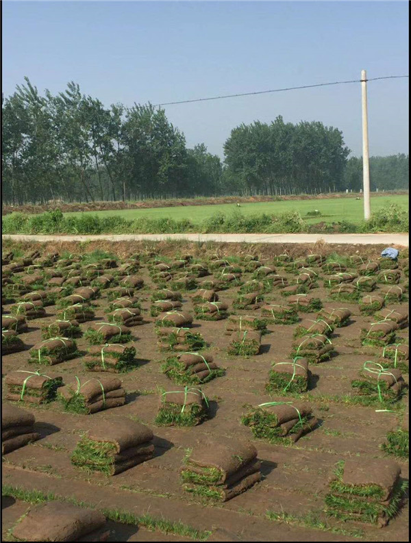 果岭草草坪