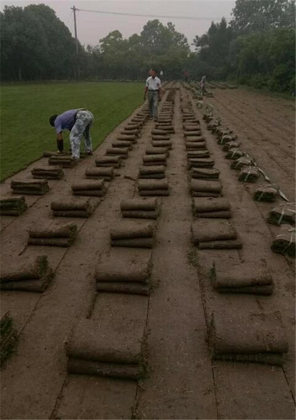 马尼拉草坪