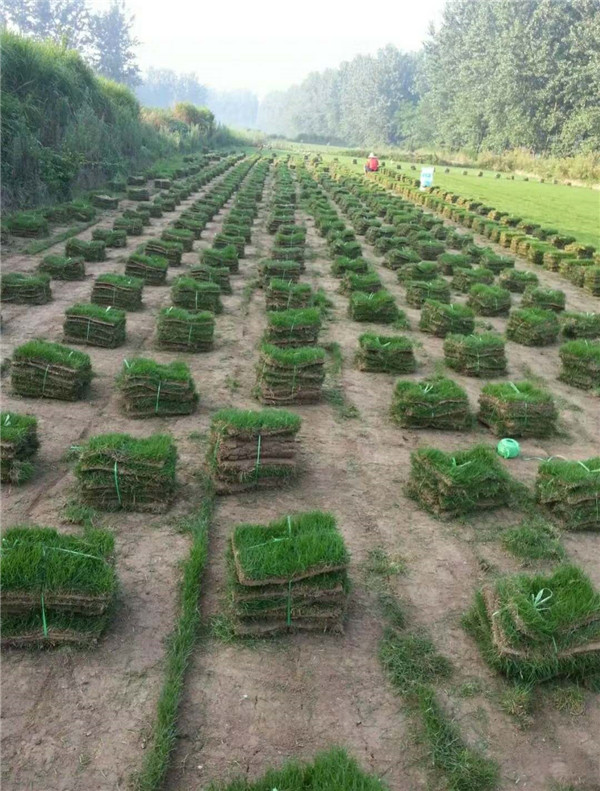 马尼拉草坪