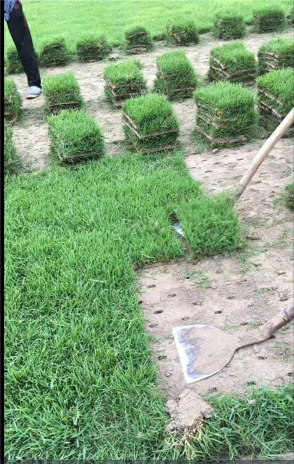中华结缕草草坪