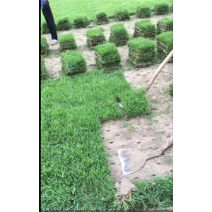 中华结缕草草坪