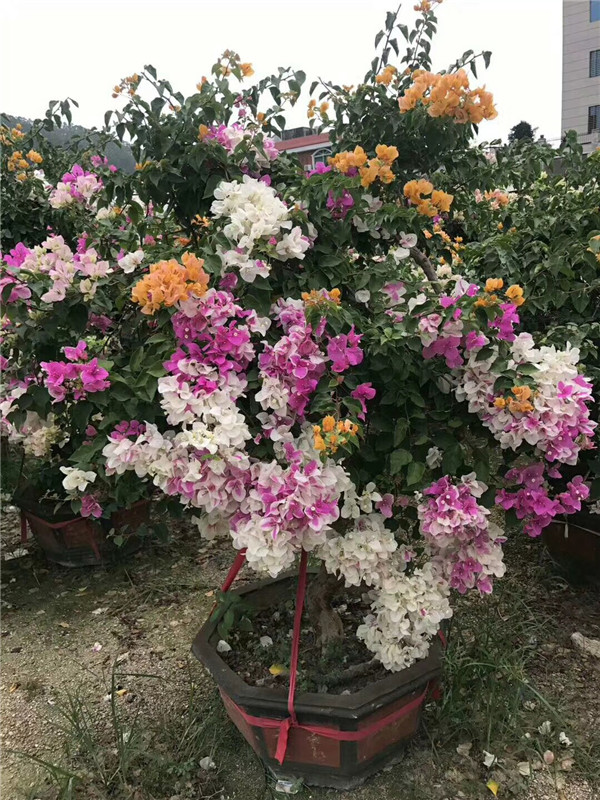 三角梅