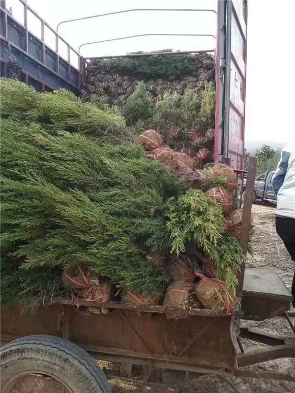 蜀桧(塔柏)装车图