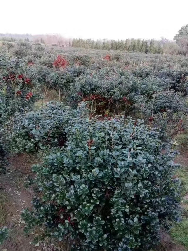无刺构骨球