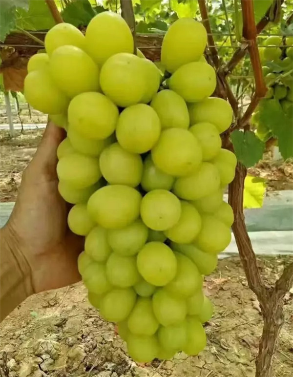 阳光玫瑰