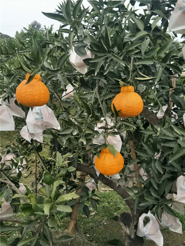 不知火苗