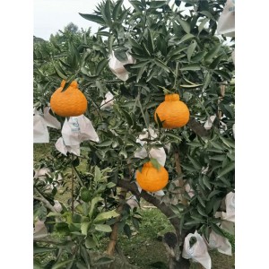不知火苗