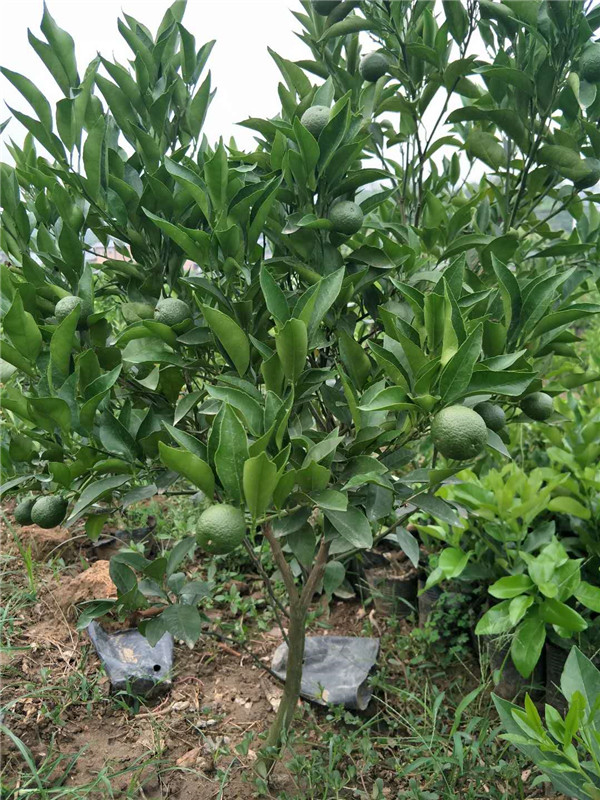 大雅一号苗